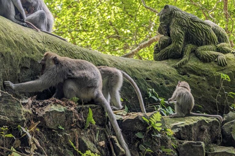 A baby monkey and two others on some rocks at Ubud Monkey Forest Bali