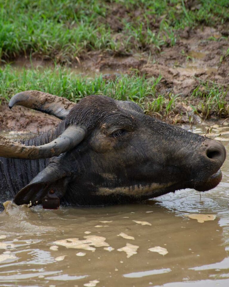 Local Buffalo 15 BEST Safaris in Sri Lanka + 5 BEST National Parks - Destinationless ...