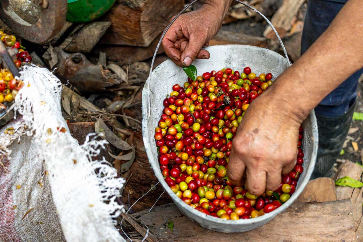8 BEST Coffee Tours in Medellin to Learn About, Taste, and Enjoy Colombian Coffee