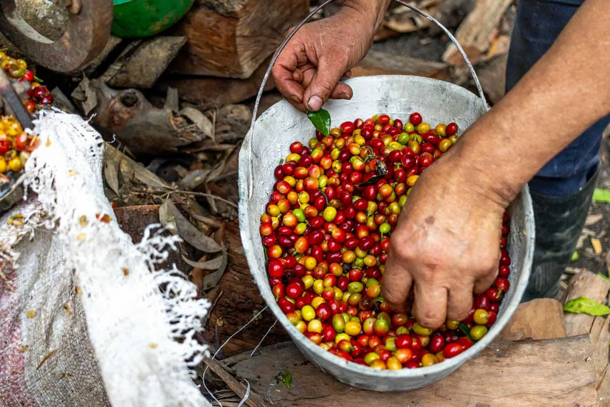 8 BEST Coffee Tours in Medellin to Learn About, Taste, and Enjoy Colombian Coffee