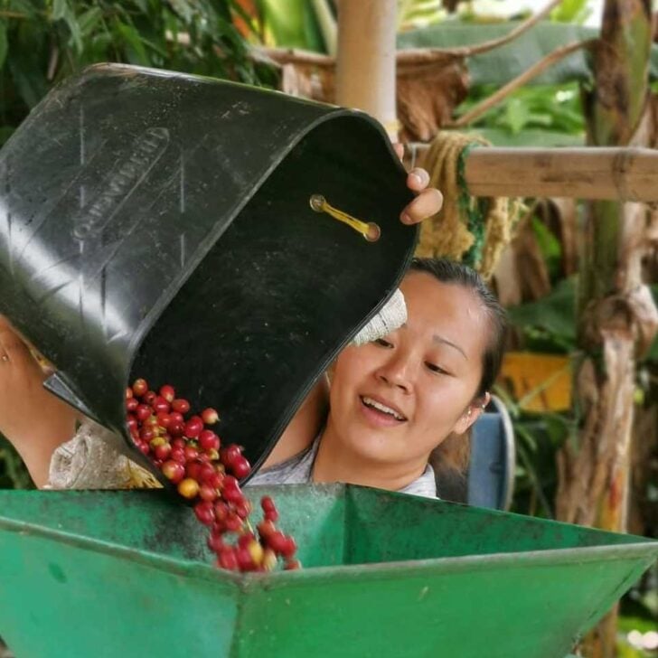 Coffee tour in Medellin