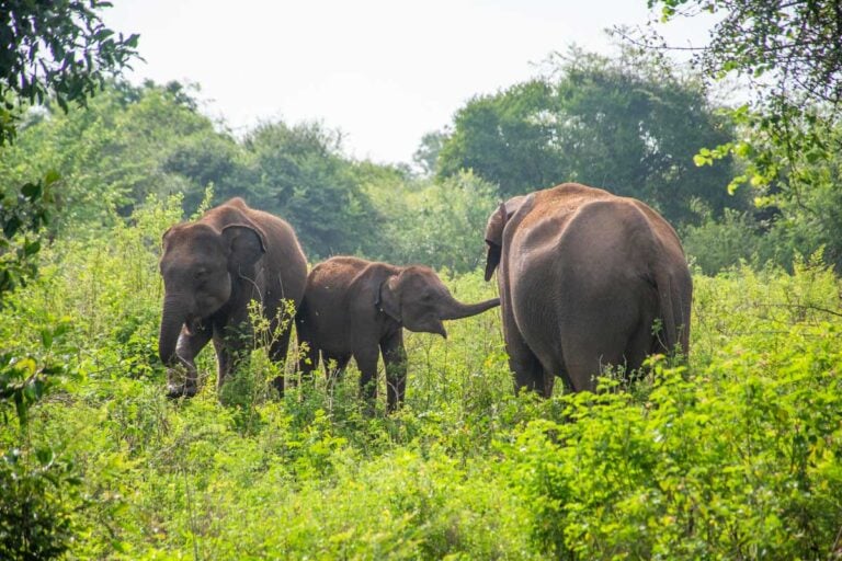 Elephant family in Udawalawe National Park, Sri Lanka
