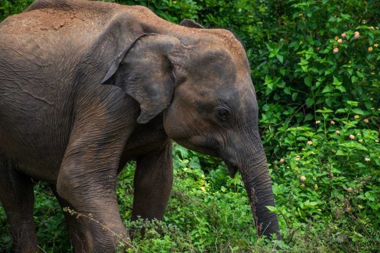 large elephant inside Kaudulla National Park