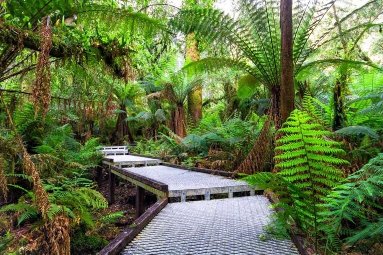 Great Otway National Park boardwalk in Australia