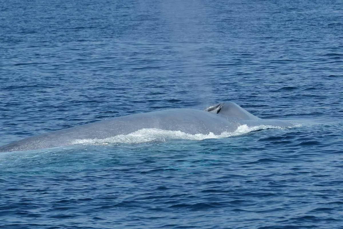 10 Things to Know BEFORE Going Whale Watching in Mirissa, Sri Lanka