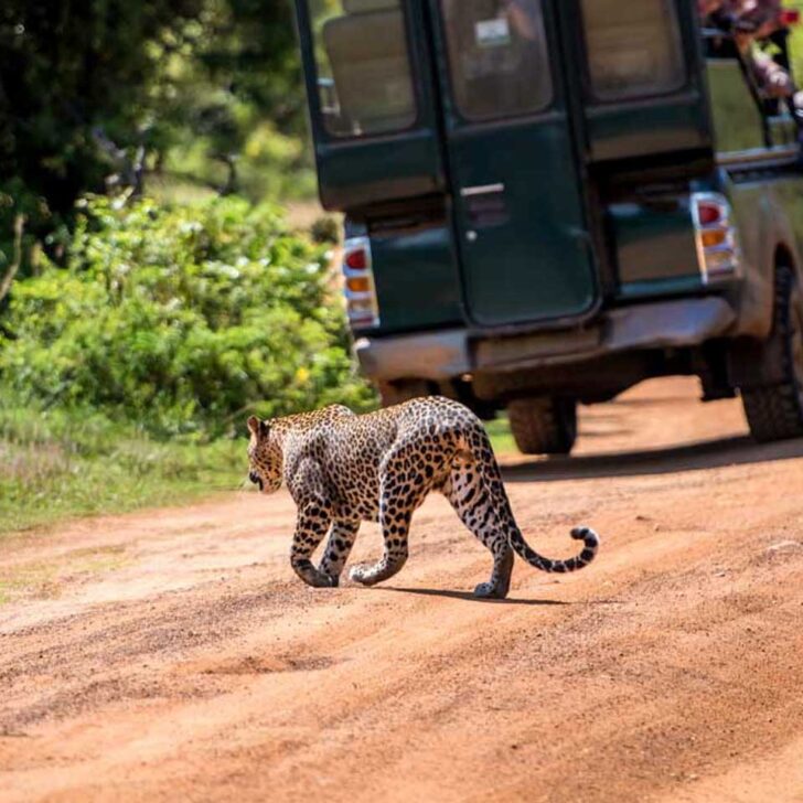 A-leopard-walks-past-a-jeep-in-Yala-National-Park