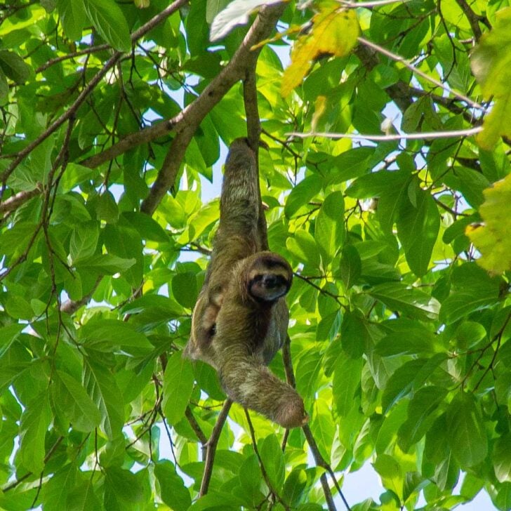 Sloth seen on the Panama Canal Panama City Panama