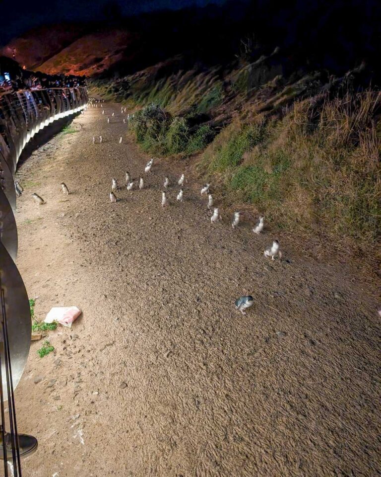 10 Things to Know About the Phillip Island Penguins - Destinationless ...