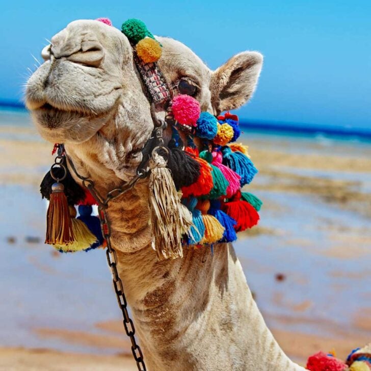 Camel at the beach in Cabo Mexico