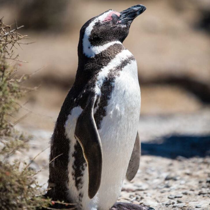 Penguins on Isla Magdelena