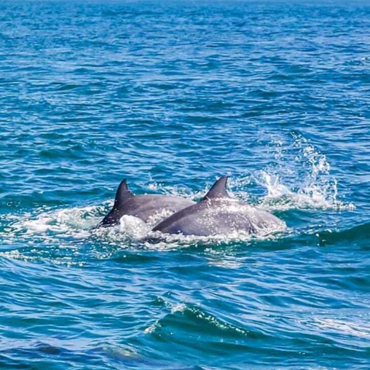 Two-dolphins-swim-on-a-tour-from-Puerto Escondido