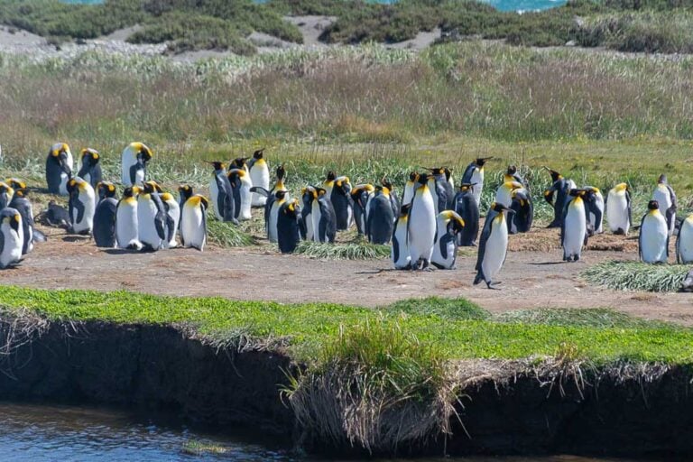 king penguins colony near punta arenas chile on Tierra del Fugo island