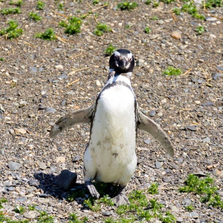 A-penguin-seen on a tour from Valparaiso