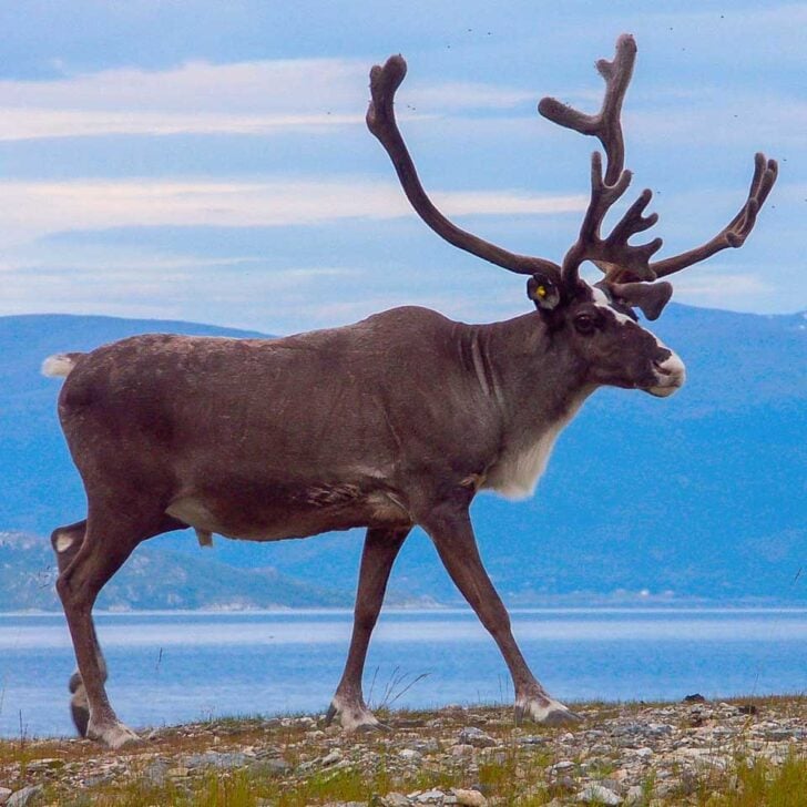 A reindeer in Kvaløya near Tromso Norway