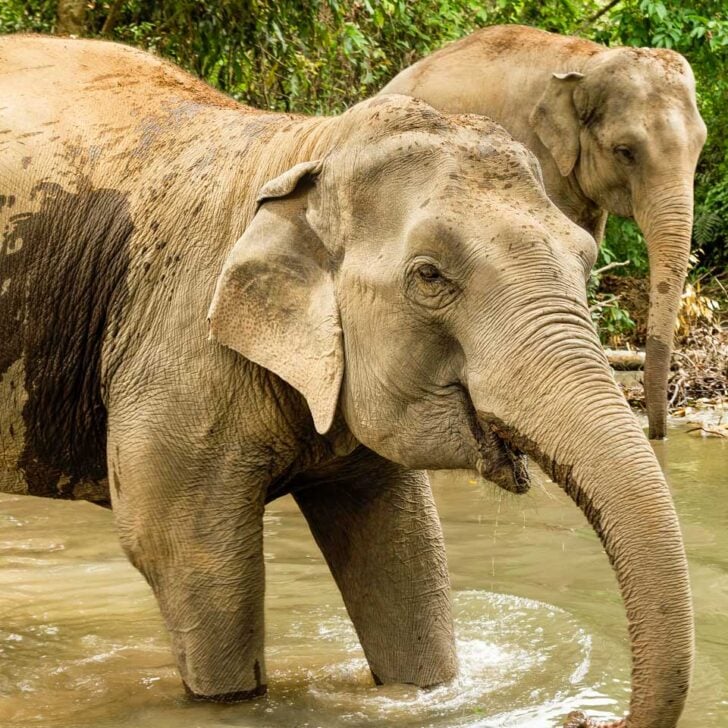 A-rescue-elephant-near-Chiang Mai-Thailand