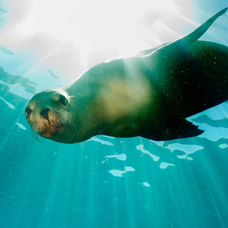 A sea lion swims underwater in Puerto Madryn, Argentina