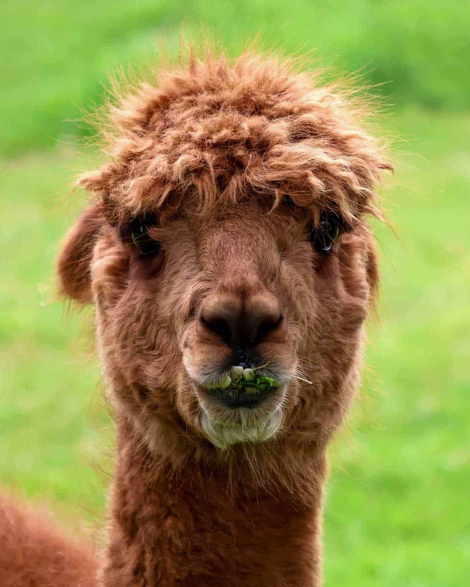 An-alpaca-on-a-tour-to-colca-canyon-peru