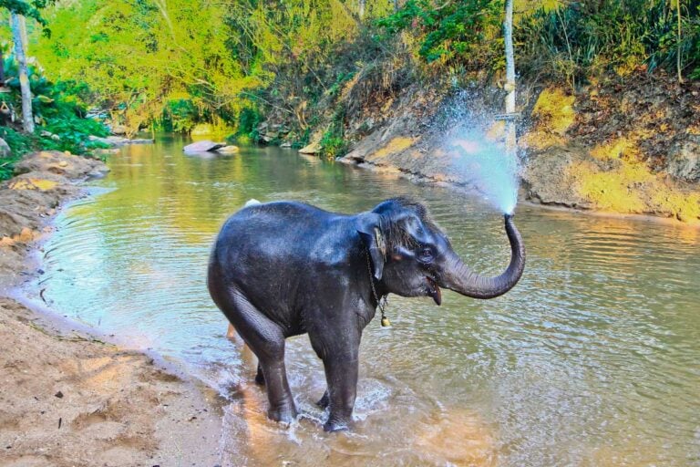 An elephant bathing at a sanctuary near Chiang Mai Thailand