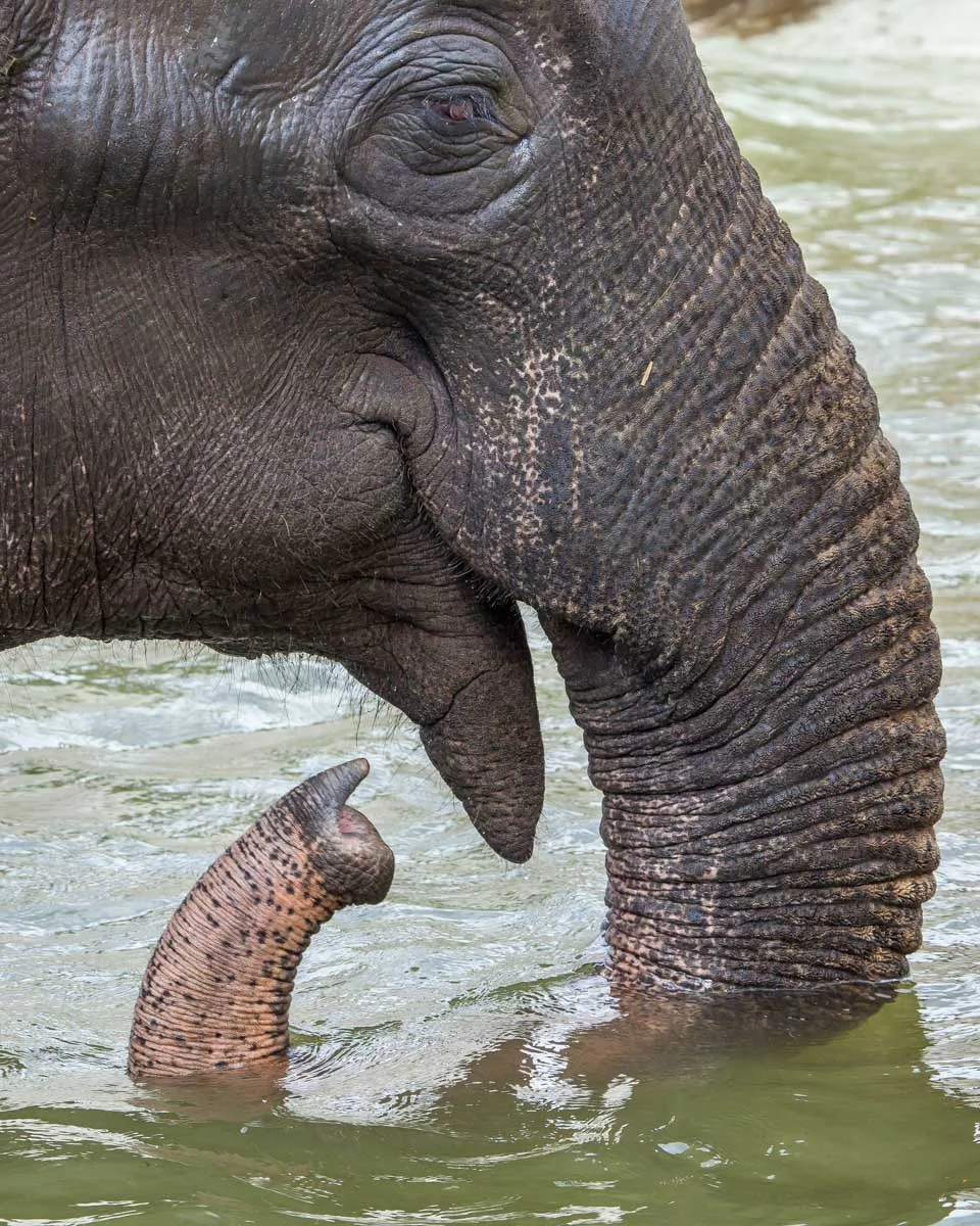 An elephant in the water at a sanctuary near Chiang Mai Thailand