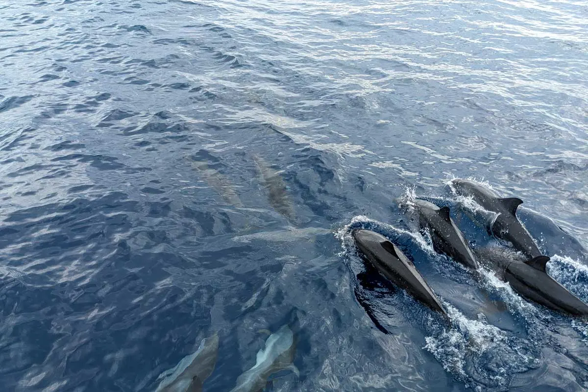 Dolphins-seen-on-a-whale-watching-tour-in-Oahu Hawaii