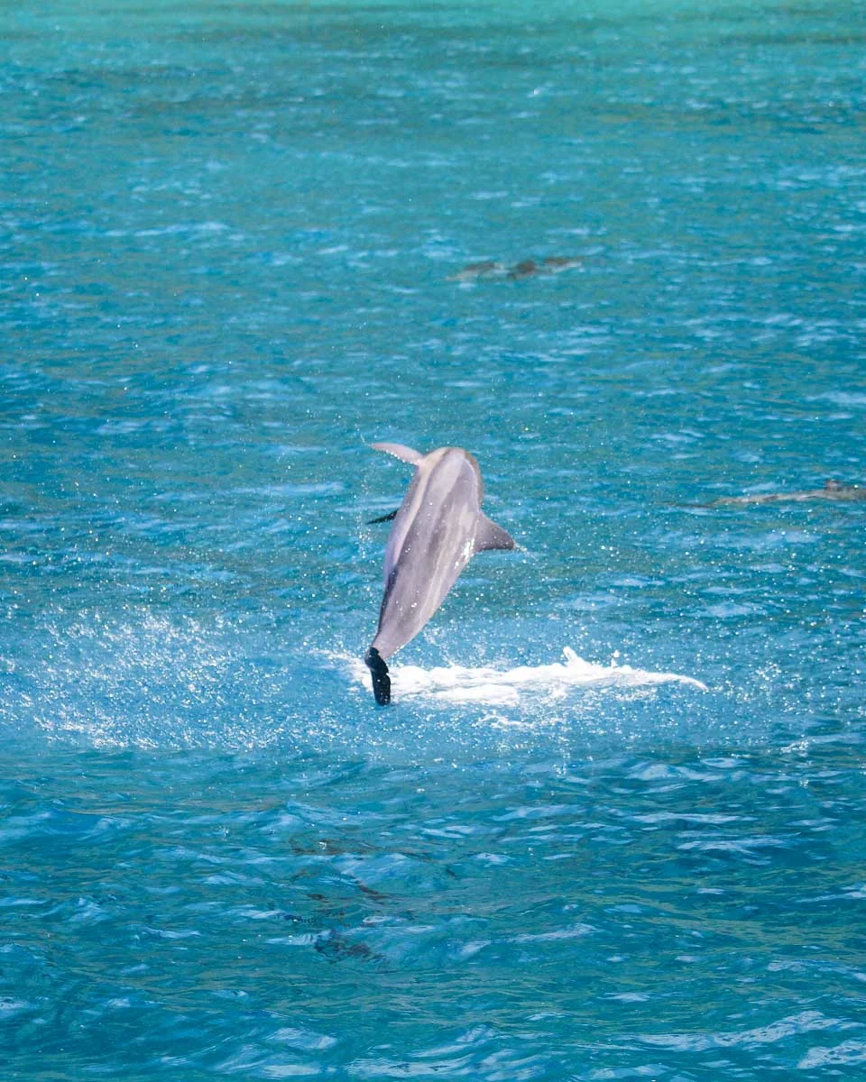 Dolphins swimming in Oahu Hawaii (3)