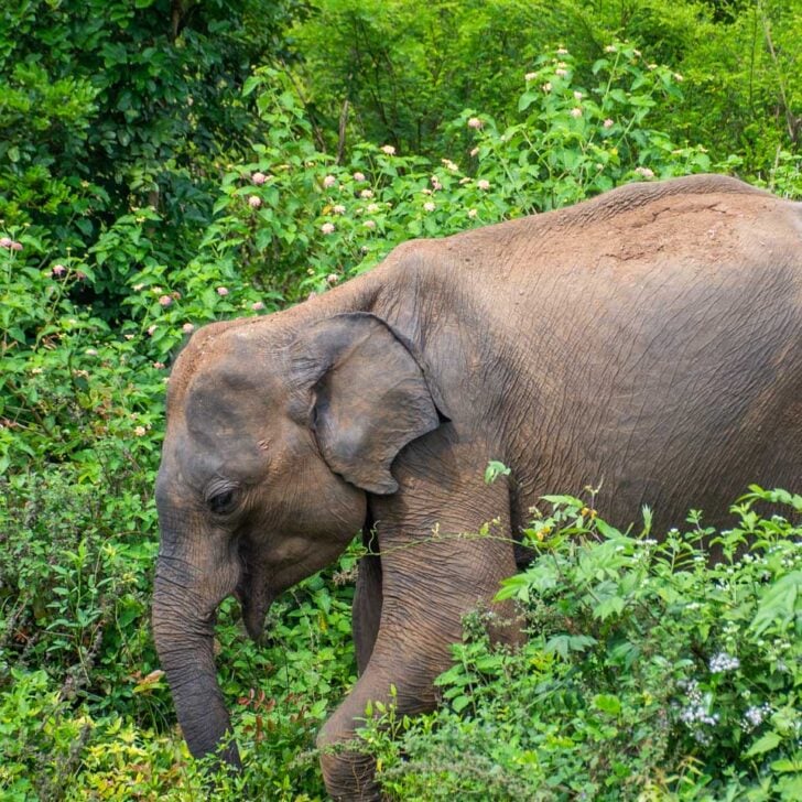Large-male-elephant-near Phuket Thailand