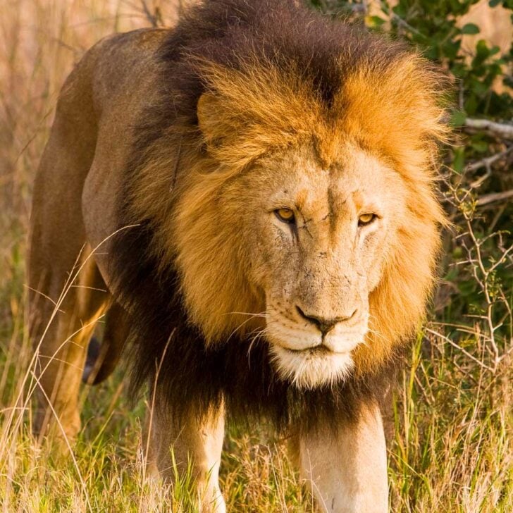 Lion seen on a safari from Cape Town South Africa