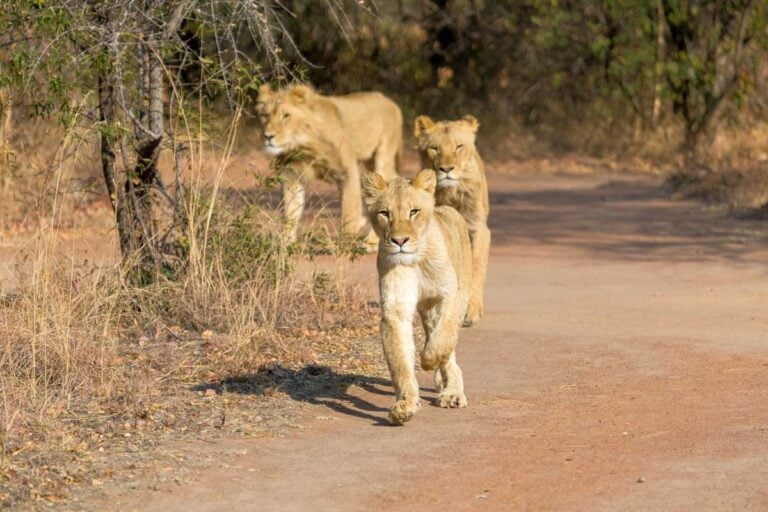Lions seen on a safari from Cape Town South Africa