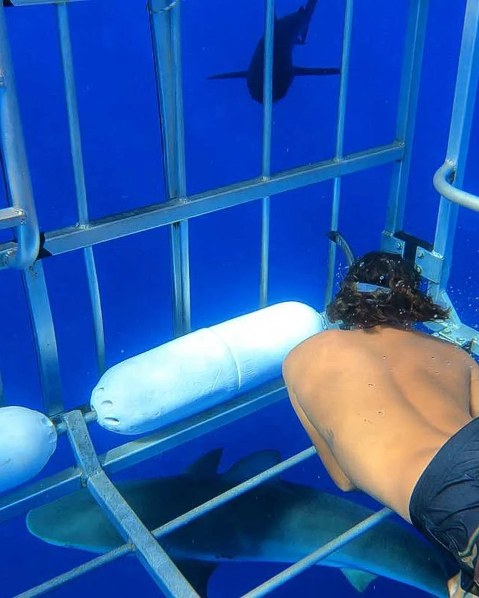 North Shore Shark Adventures a person in a shark cage off of Oahu Hawaii