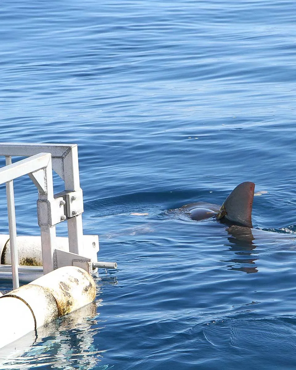 North Shore Shark Adventures a shark swims by a shark cage off of Oahu Hawaii