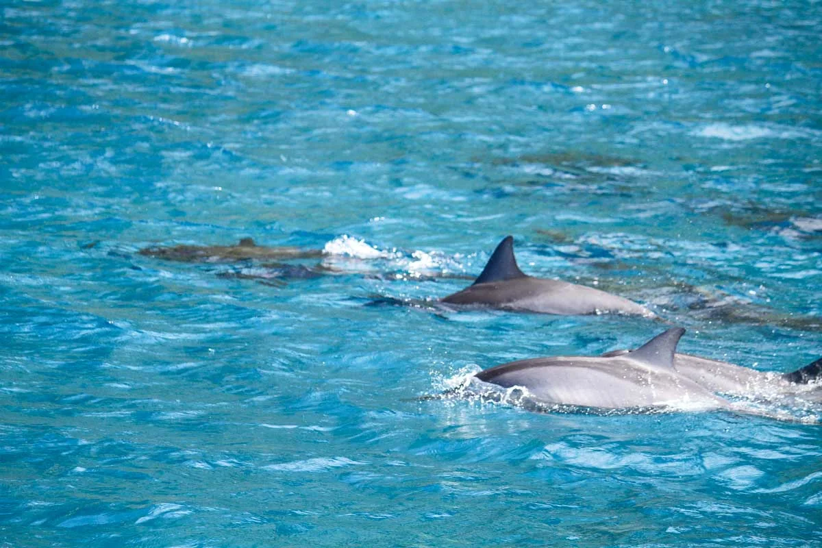 Three dolphins swim on a tour from Oahu Hawaii