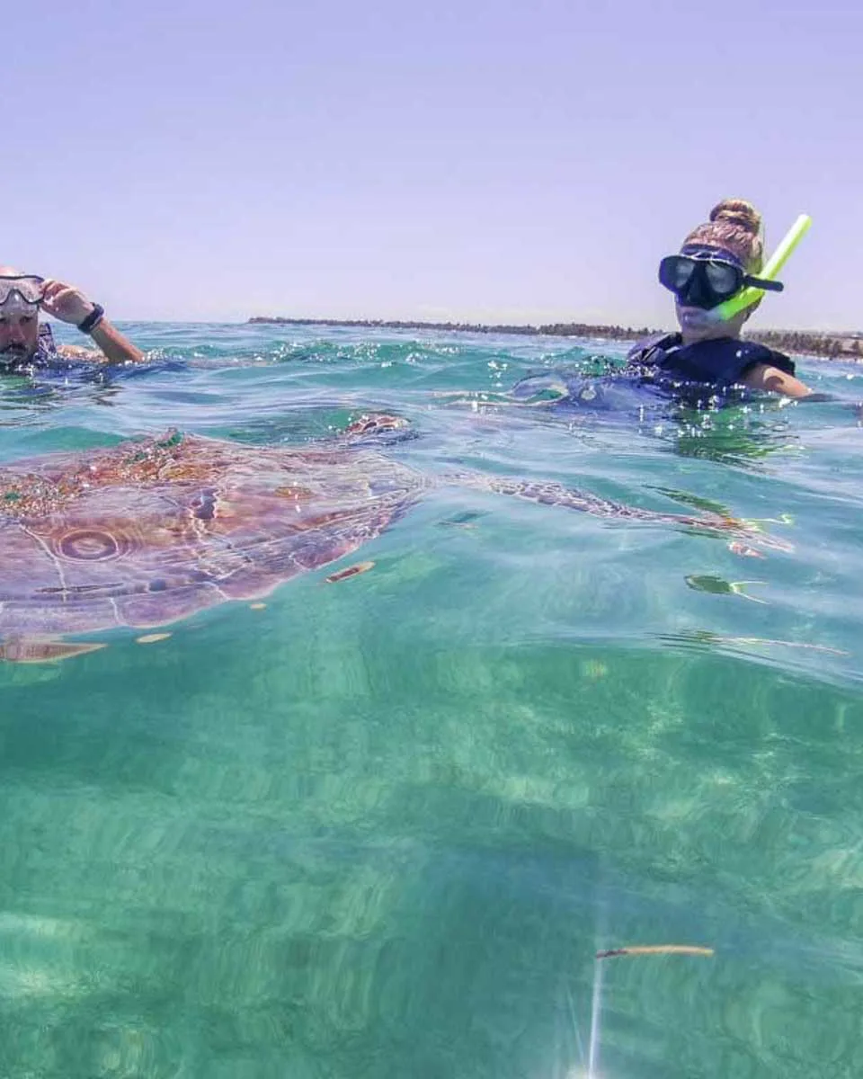 Two-people-swim-with-a-turtle-at North Shore beach in Oahu Hawaii