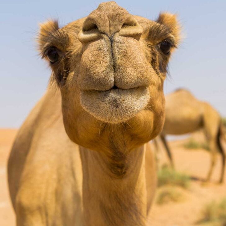 A camel in the desert on a tour from Dubai