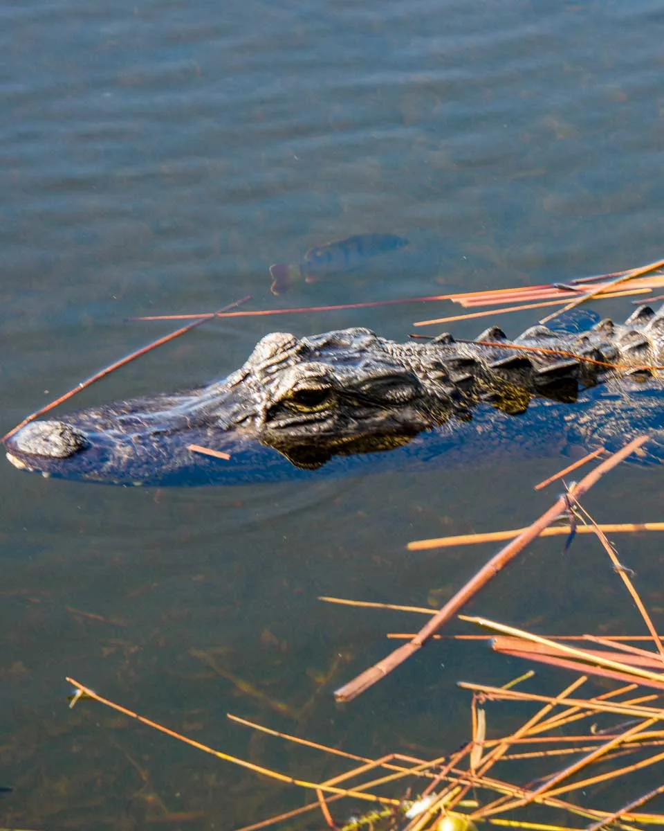 A crocodile seen on a river cruise in Daintree river on a tour from Cairns Australia