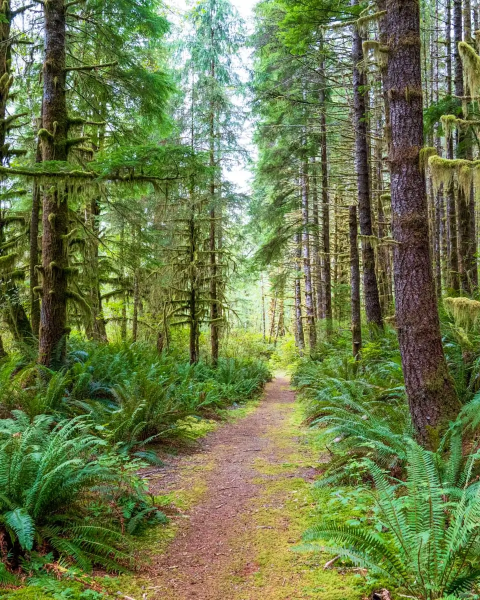 A forest path in the rainforest of Vancouver Island on a tour from Victoria, BC (1)