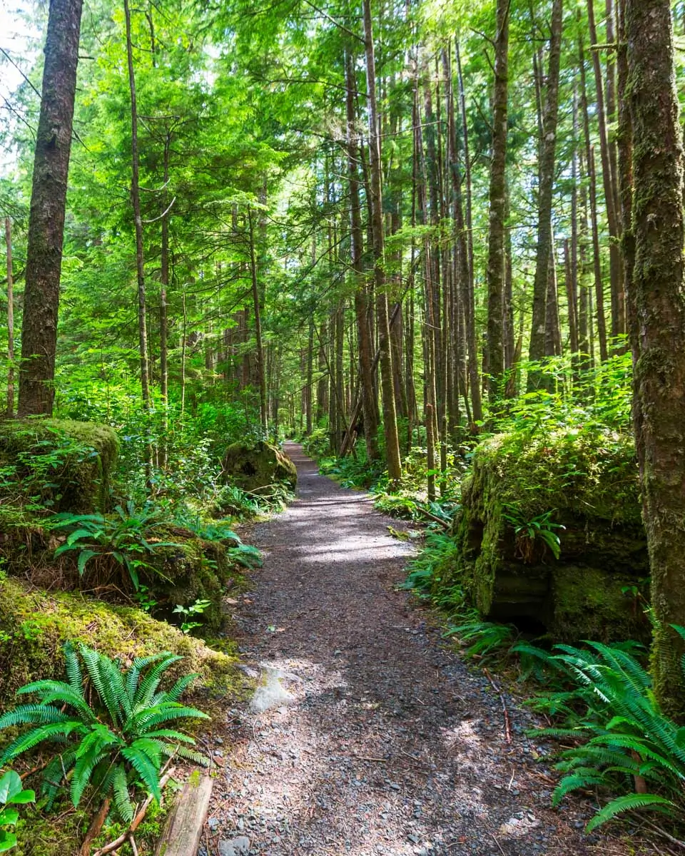 A forest path in the rainforest of Vancouver Island on a tour from Victoria, BC