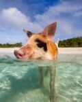 A pig swims on Rose Island on a tour from Nassau Bahamas
