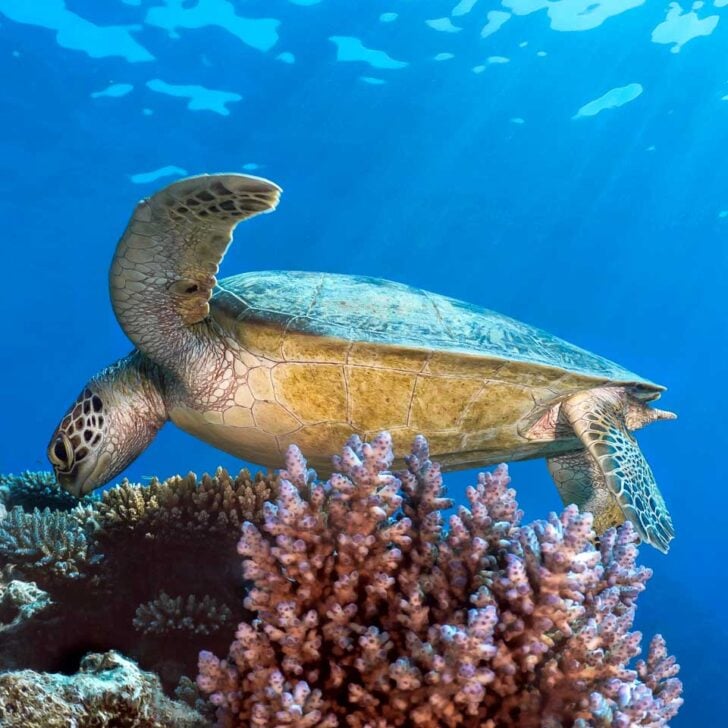 A turtle seen eating in the Great Barrier Reef on a tour from Cairns Australia