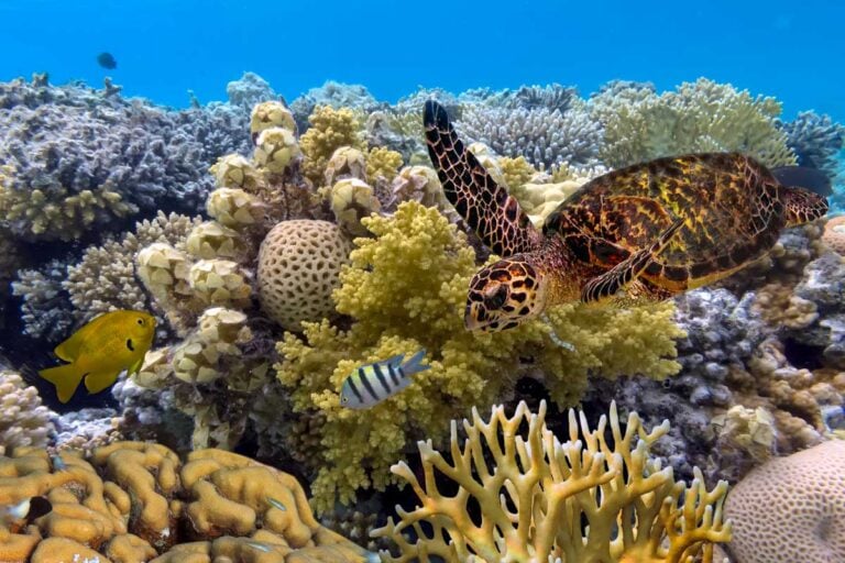 A turtle seen in the Great Barrier Reef on a tour from Cairns Australia
