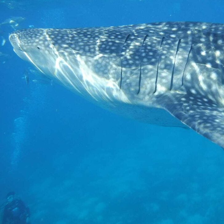 A whale shark swims by on a tour in Cebu Philippines