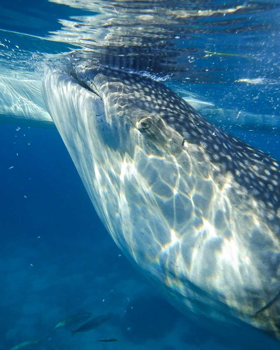 A whale shark swims close up on a tour in Cebu Philippines