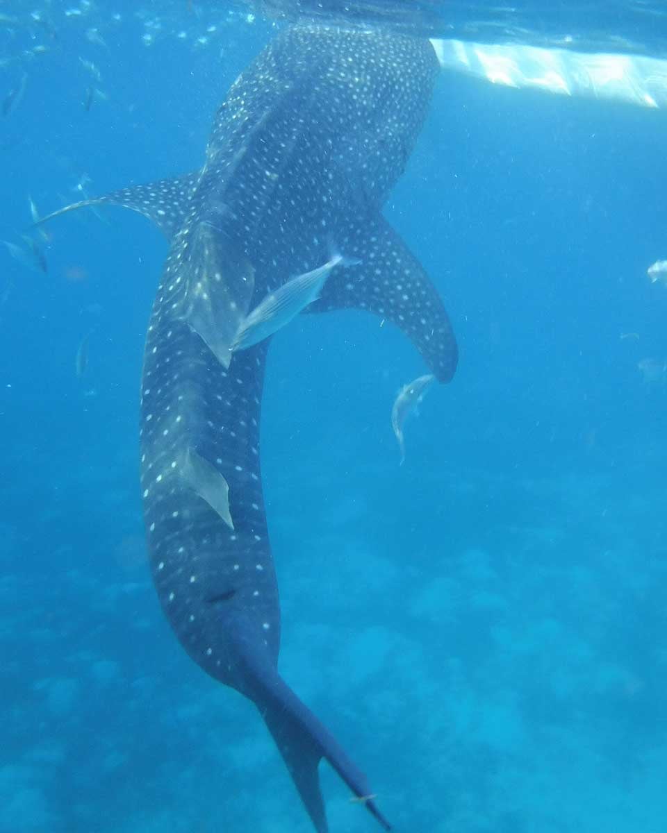 A whale shark swims up on a tour in Cebu Philippines