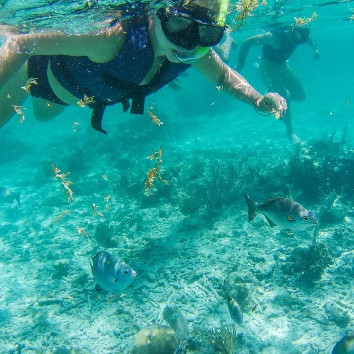 Bailey-snorkeling-on-a-tour-in-Roatan Honduras