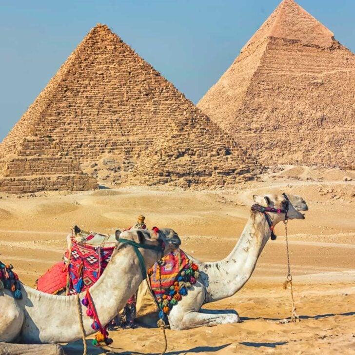 Camels sit by the Pyrmids on a tour from Cairo Egypt
