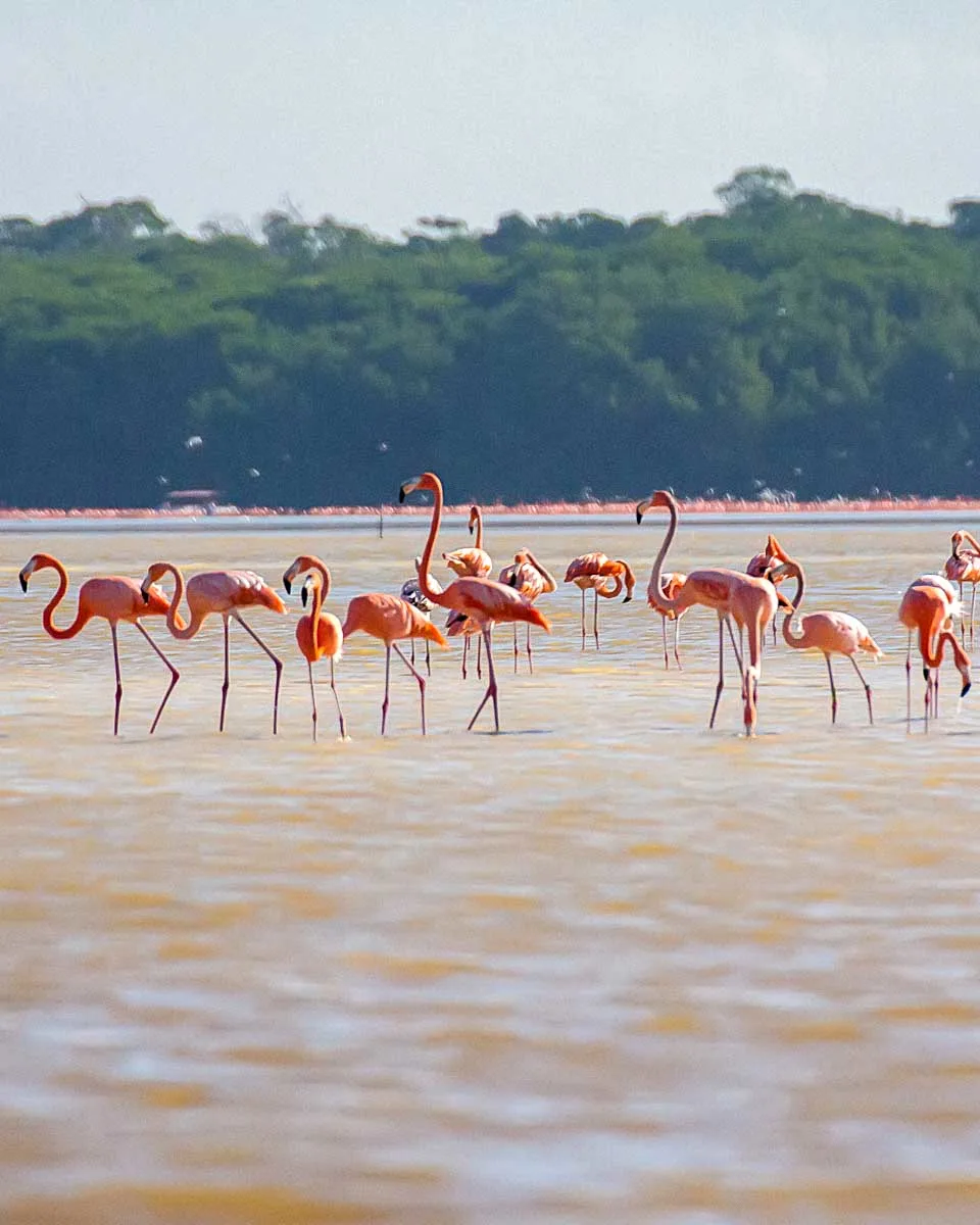 Flamingos seen at the Rio Lagartos Biosphere Reserve on a tour from Merida Mexico