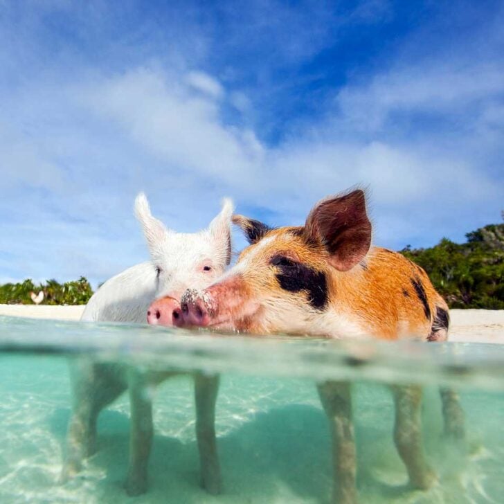 Pigs swim on Rose Island on a tour from Nassau Bahamas