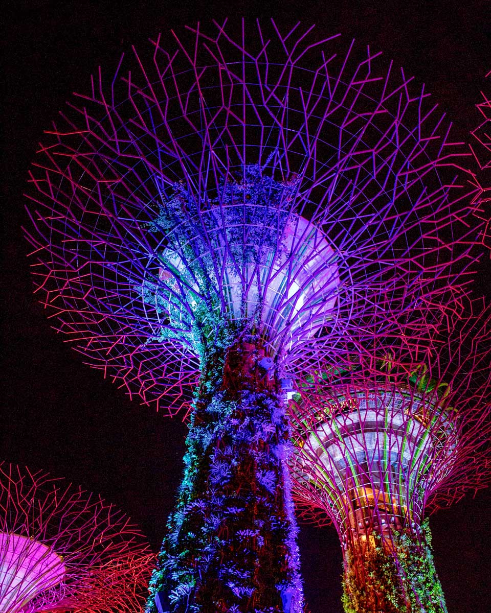 The supertree grove at night in Singapore