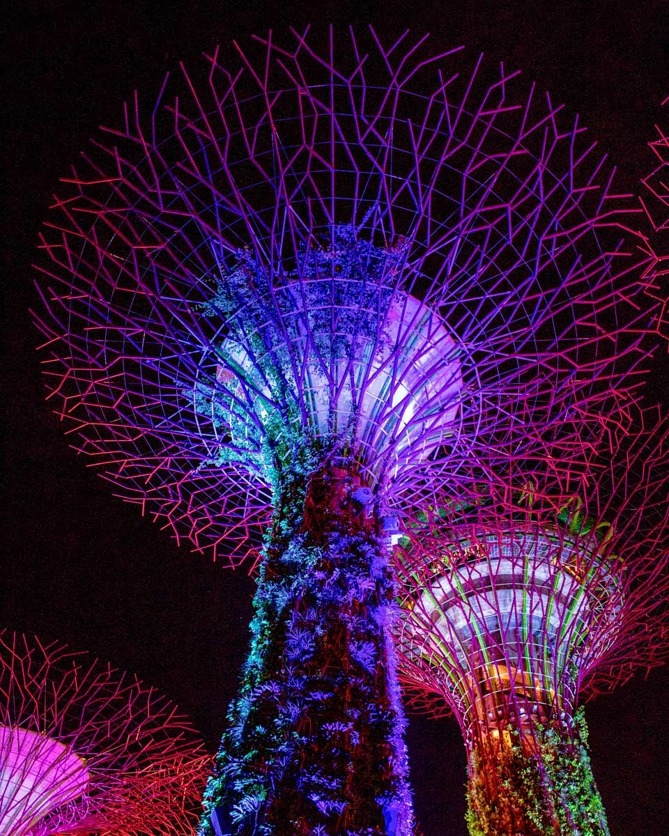 The supertree grove at night in Singapore