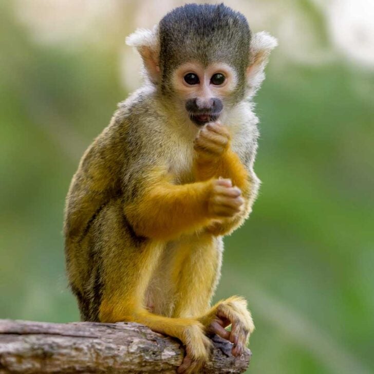 squirrel monkey sits on a branch at a sanctuary on a tour from Punta Cana Dominican Republic
