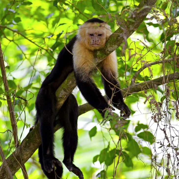 A-Capuchin-Monkey-on Monkey Island on a tour from Puerto Maldonado Peru